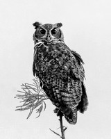 Gt Horned Owl