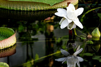 Amazon Waterlily Reflections