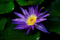 Nymphaea Midnight Waterlily