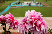 Dahlia Flowers at Ghandi Memorial