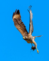 Red-Shouldered Hawk with Rat