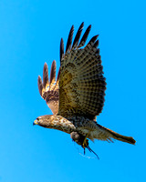 Red-Shouldered Hawk with Rat