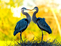 Great blue herons in courtship
