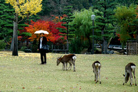 Autumn at Nara