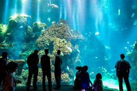 Kuwait Aquarium