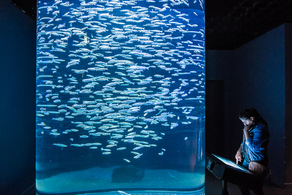Kuwait Aquarium
