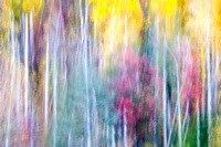 Fall Colors Abstract