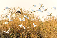 Egrets in-flight