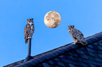 Great Horned Owls with August Moon