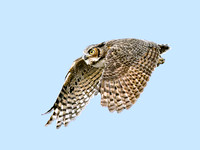 Great Horned Owl in Flight