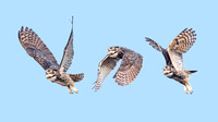 Great Horned Owl Flight Composite