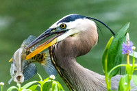 Great Blue Heron with Crappie