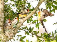 Family of Scissor-Tailed Flycatcher