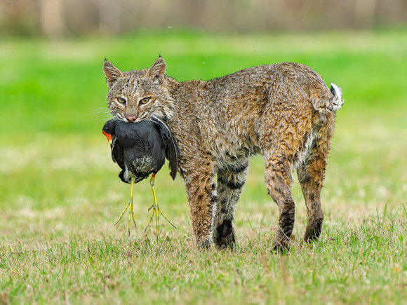 Bobcat with Common Gallinule