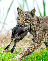 Bobcat with Pied-billed Grebe