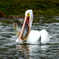 White Pelican with Tilapia