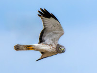 Northern Harrier (male)