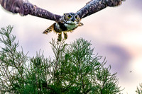 Gt Horned Owl in Flight