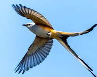 Scissor tail flycatcher