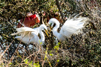 Courtship of great white egrets