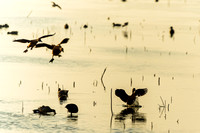 Ducks landing