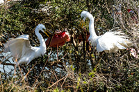 Courtship of great white egrets