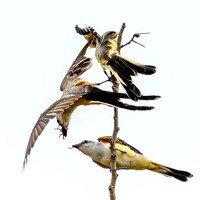 Parent scissor tailed flycatcher (middle) with juveniles