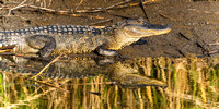 Alligator with Reflections