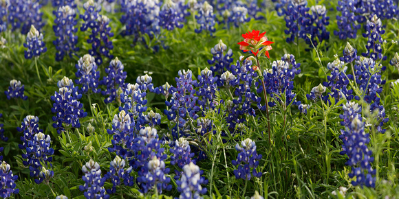 Bluebonnets with Lone Indian Paintbrush