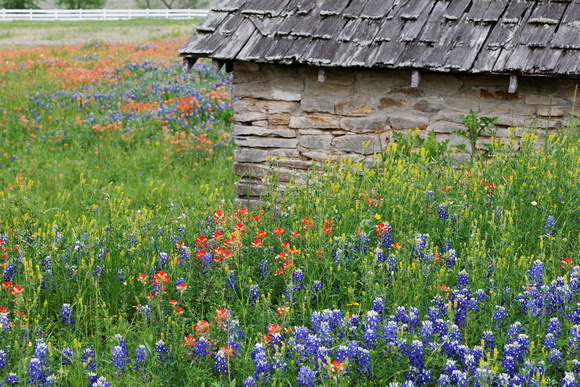 Wildflowers near Independence