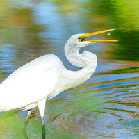Great White Egret with Fish