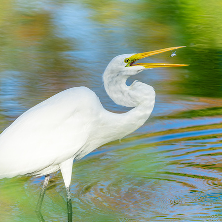 Great White Egret with Fish