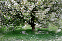 Cherry Blossoms Abstract