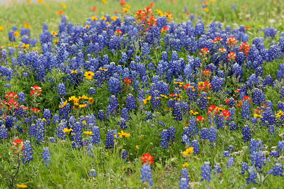 Wildflowers at Old Baylor Park, Independence