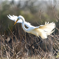 Gt White Egret fetching stick for nest-building