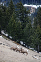 Dall Sheep Near Banff
