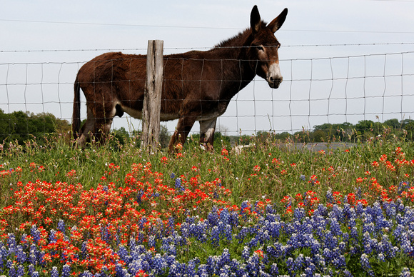 Donkey with Wildflowers
