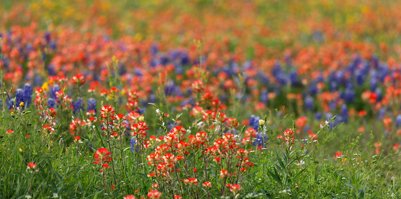 Bluebonnets with Indian Paintbrushes