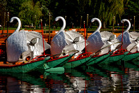 Swan Boats, Public Garden