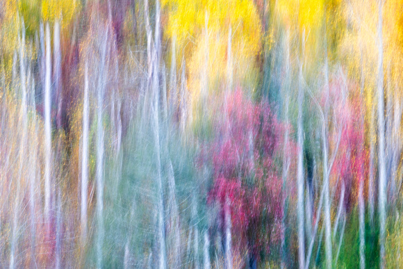 Fall Colors Abstract