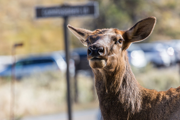 Elk at Mammoth Hot Springs