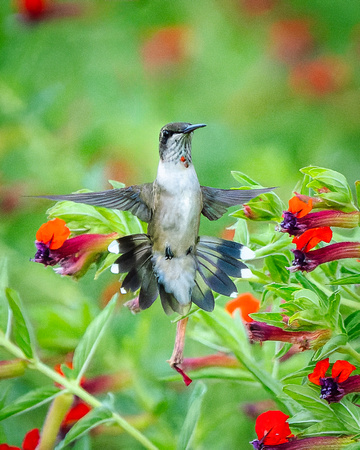 Ruby-Throated Hummingbird