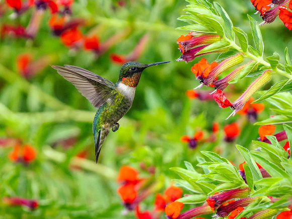 Ruby-Throated Hummingbird