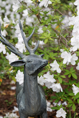 Deer Statue with White Azaleas