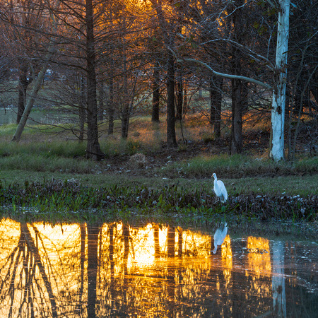 Great White Egret at Sunrise