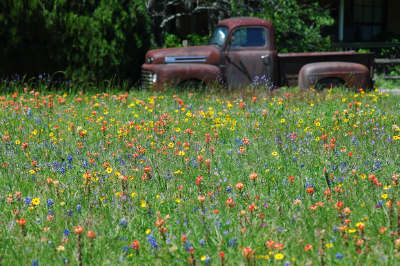 Pickup Truck and Wildflowers