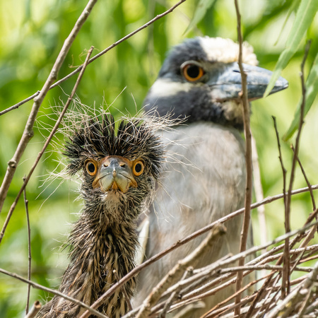 Baby Yellow-Crowned Night Heron with its Parent
