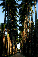 Palm Trees at Jardim Botanico