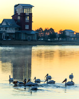 Sunrise with White Pelicans