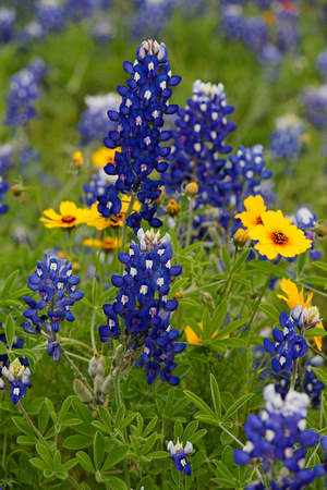 Bluebonnets and Coreopsis Flowers